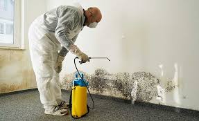 Best Black Mold Removal  in Medina, OH